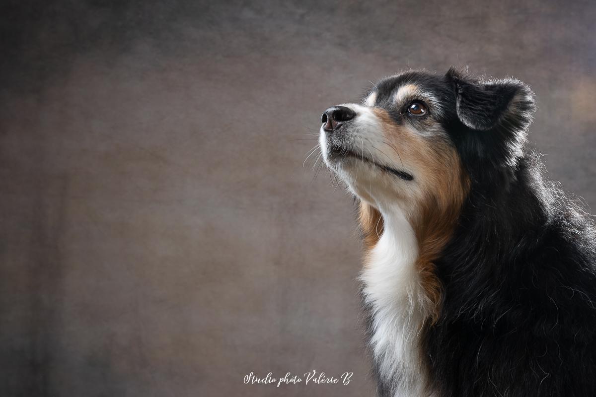 Photographe animaux de compagnie saint gilles croix de vie