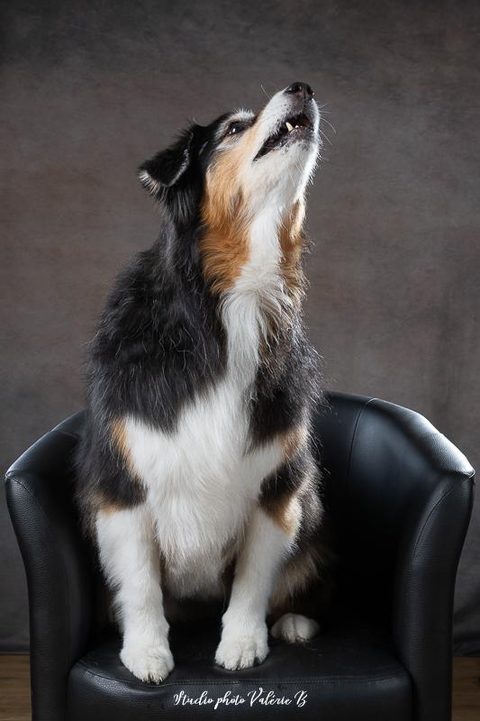 Photographe portrait chiens saint gilles croix de vie