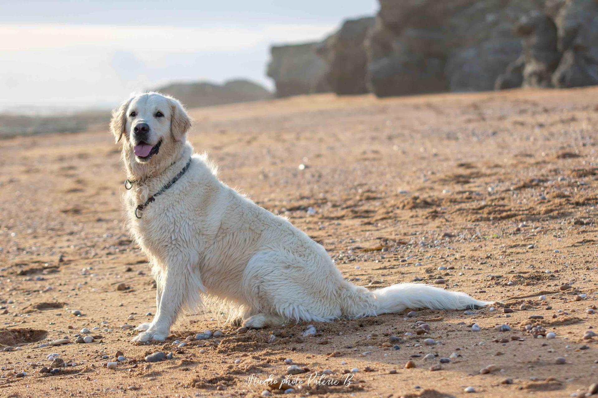Valerie b photographe plage stgillescroixdevie 70