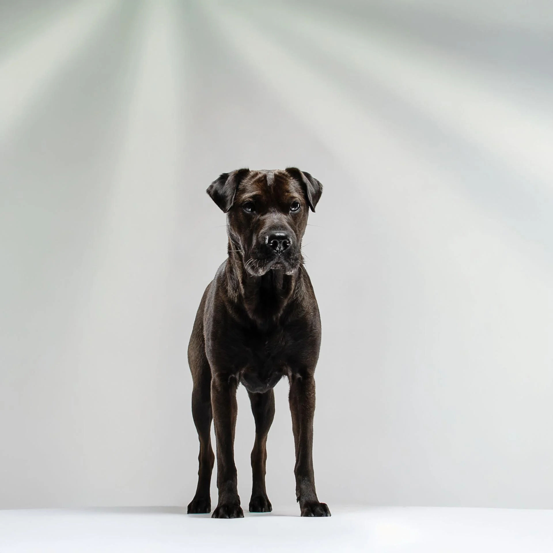 Valerieboudaud photographe chien vendee 17 web