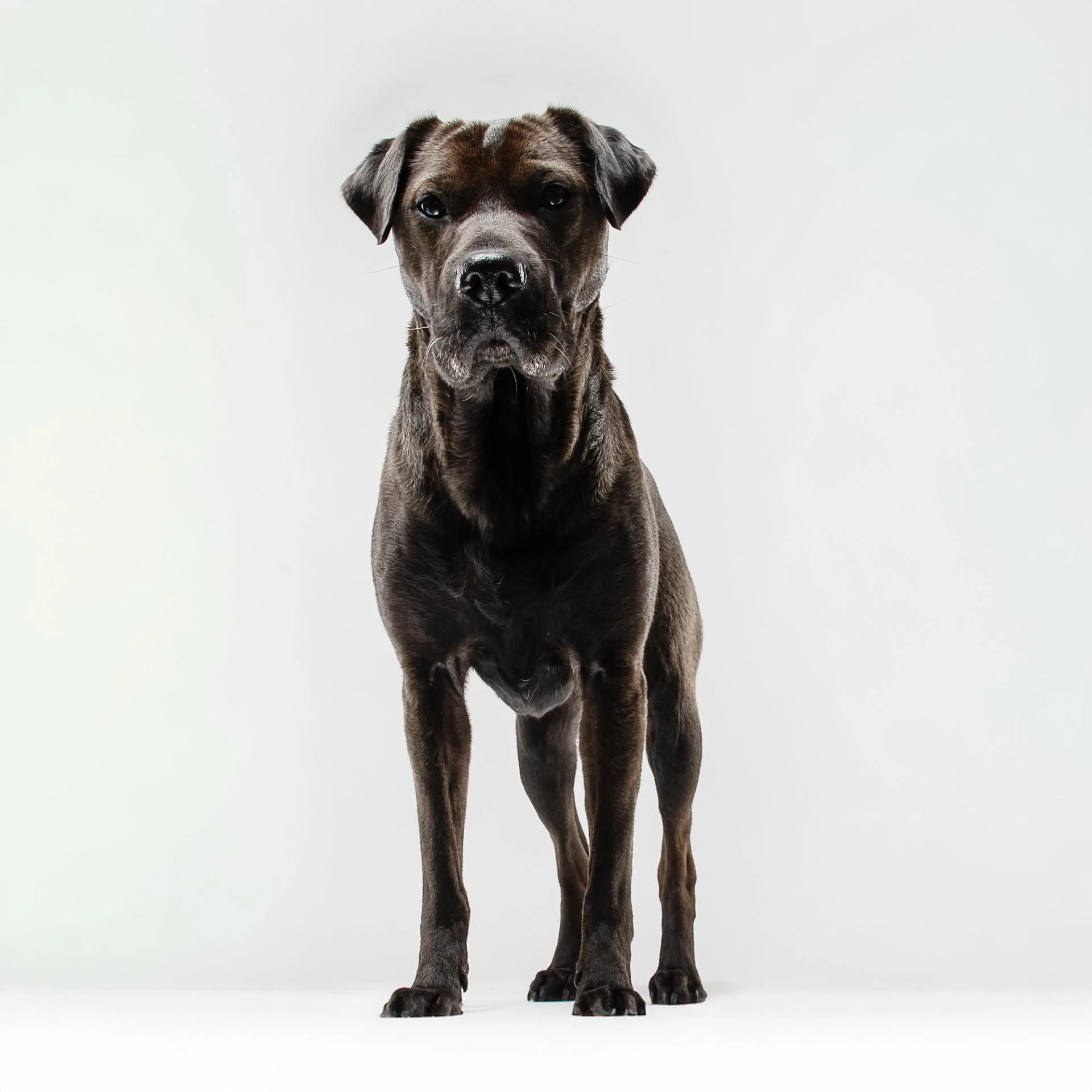 Valerieboudaud photographe chien vendee 26 web